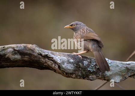 Dschungel Babbler - Argya striata, ein schüchterner, brauner Vogel aus südasiatischen Wäldern und Wäldern, Nagarahole Tiger Reserve, Indien. Stockfoto