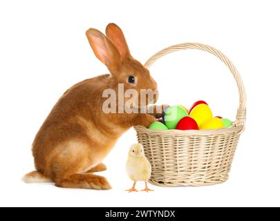 Frohe Ostern. Bemalte Eier in Korb, süßes Küken und Kaninchen isoliert auf weiß Stockfoto