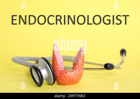 Endokrinologe. Modell der Schilddrüse und des Stethoskops auf gelbem Hintergrund, Nahaufnahme Stockfoto