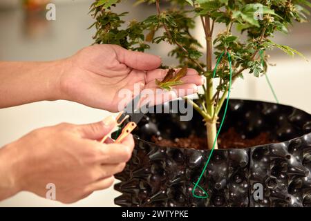 Eine detaillierte Ansicht der Hände mit einer Schere, um eine Cannabispflanze sorgfältig zu trimmen, um die Präzision und Pflege beim Pflanzenanbau zu erfassen. Stockfoto