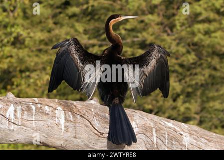 Afrikanischer Darter (Anhinga aka Snakebird) trocknet seine Flügel in der Sonne am Chobe River im Chobe National Park in Botswana Stockfoto