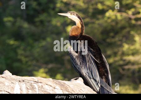 Afrikanischer Darter (Anhinga aka Snakebird) trocknet seine Flügel in der Sonne am Chobe River im Chobe National Park in Botswana Stockfoto