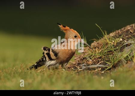 Wiedehopf sind eine weitere Art mit sesshaften Populationen und Zugvögeln. Sie sind eine häufige Art auf den Kanarischen Inseln Stockfoto