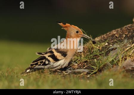 Wiedehopf sind eine weitere Art mit sesshaften Populationen und Zugvögeln. Sie sind eine häufige Art auf den Kanarischen Inseln Stockfoto