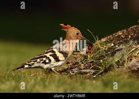 Wiedehopf sind eine weitere Art mit sesshaften Populationen und Zugvögeln. Sie sind eine häufige Art auf den Kanarischen Inseln Stockfoto