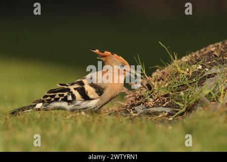 Wiedehopf sind eine weitere Art mit sesshaften Populationen und Zugvögeln. Sie sind eine häufige Art auf den Kanarischen Inseln Stockfoto