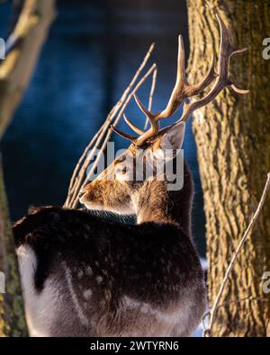 Profil Porträt eines Damhirsches (Dama dama) in Golden Glow, Amsterdamse Waterleidingduinen - Niederlande Stockfoto