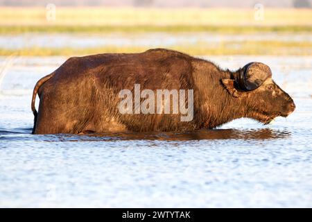 Büffel wie bei einer Safari im Chobe National Park, Botswana, Südafrika Stockfoto