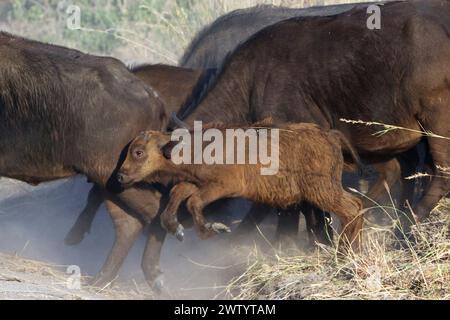 Büffel wie bei einer Safari im Chobe National Park, Botswana, Südafrika Stockfoto