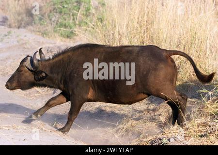 Büffel wie bei einer Safari im Chobe National Park, Botswana, Südafrika Stockfoto