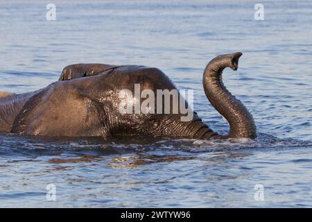 Ein Elefant, der im Chobe River schwimmt, wie er während einer Safari im Chobe National Park, Botswana, im südlichen Afrika gesehen wird Stockfoto