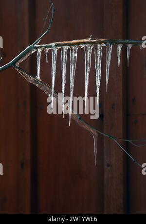 Eiszapfen hängen am Ast. Foto Bo Arrhed Stockfoto