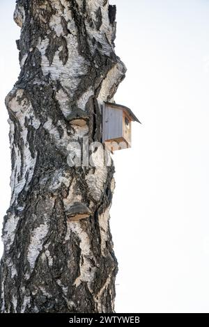 Vogelhaus auf einer Birke in Schweden. Foto: Bo Arrhed Stockfoto