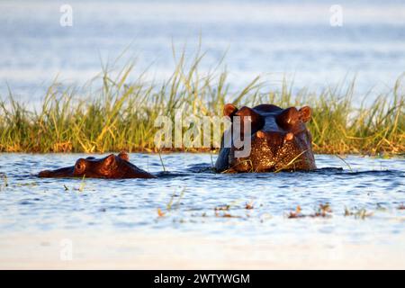 Flusspferde im Chobe River, wie sie während einer Safari im Chobe National Park, Botswana, im südlichen Afrika gesehen wurden Stockfoto