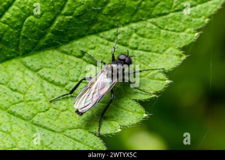 Bibio marci ist eine Fliege aus der Familie Bibionidae, genannt Märzfliegen und Wanzen. Larven dieser Insekten leben im Boden und beschädigten Pflanzenwurzeln. Stockfoto