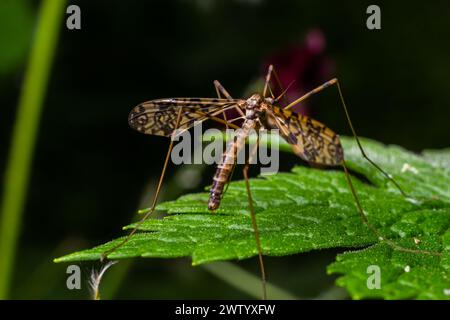 Eine Kranfliege Tipula maxima, die im Frühsommer auf einem Brennnesselblatt ruht. Stockfoto