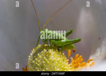 Grüne Grashüpfer Tettigonia viridissima auf einer Blume, Tierwelt, Makro. Stockfoto