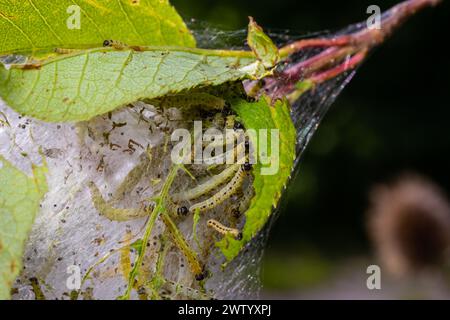 Eine Gruppe von Larven des Vogelkirscherbchens Yponomeuta evonymella verpuppt sich in dicht gepackten gemeinschaftlichen, weißen Netzen auf einem Baumstamm und Ästen zwischen grünen Leven Stockfoto