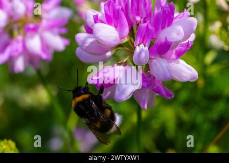 Nahaufnahme einer kleinen europäischen Gartenhummel, Bombus hortorum, trinkender Nektar aus einer lila Distelblume. Stockfoto