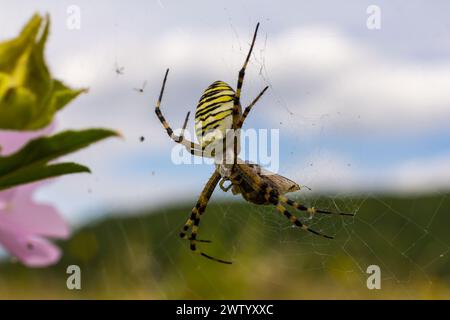 Eine Wespenspinne in einem großen Netz auf einem Hintergrund aus grünem Gras an einem sonnigen Tag. Argiope bruennichi. Stockfoto