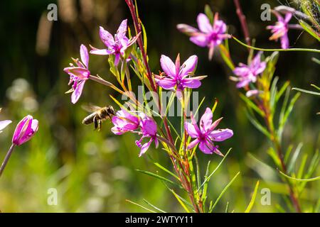 Eine fliegende Honigbiene sammelt Pollen auf einer Blume. Stockfoto