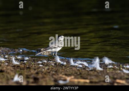 Motacilla alba - die weiße Bachstelze, ist eine kleine Art von Singvögeln aus der Familie der Motacillidae. Stockfoto