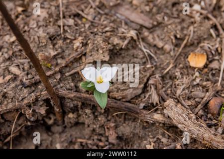 Snow Trillium, Trillium nivale, eine seltene Art, die im März, kurz nach dem Verlassen des Schnees, im Pilot Knob State Park, Iowa, USA blüht Stockfoto