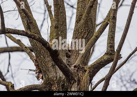 Eastern Gray Eichhörnchen, Sciurus carolinensis, sticht seinen Kopf aus dem Eingang zu seinem drey (Nest) im Pilot Knob State Park, Iowa, USA Stockfoto