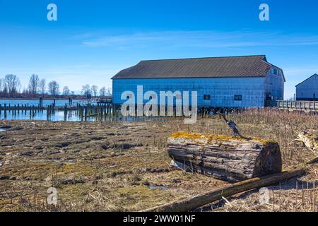 Riesiger Durchmesser Treibholz entlang der Steveston Waterfront in British Columbia Kanada Stockfoto