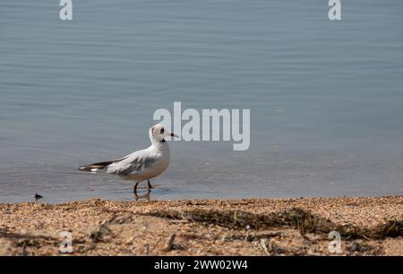 Süße Möwen laufen entlang der Küste, verbreiten ihre weiß-grauen Flügel und sammeln Lebensmittel, die sie finden. Stockfoto