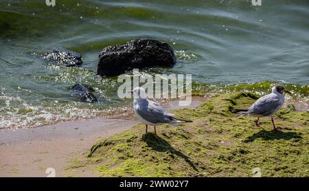 Süße Möwen laufen entlang der Küste, verbreiten ihre weiß-grauen Flügel und sammeln Lebensmittel, die sie finden. Stockfoto