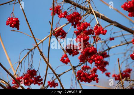 Rote reife Viburnum opulus Beeren am Ast gegen klaren blauen Himmel im Sonnenlicht. Wachtvater stieg im Herbst oder Wasserälteste. Selektiver Fokus Stockfoto