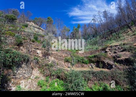 Portugal, Bezirk Coimbra, in der Nähe von Góis, Coicoos, Ruinen der Ziegenschuppen mit Terrassenfeldern auf Hillside nach den verheerenden Bränden von 2017 Stockfoto