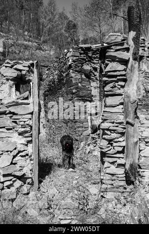 Portugal, Bezirk Coimbra, in der Nähe von Góis, Coicoos, Ruinen des Ziegenschuppens, die nach den verheerenden Bränden von 2017 einen verbrannten Eingang zeigen Stockfoto