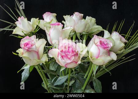 Schöne Teerosen-Sorte mit cremeweißen Blüten mit rosafarbenen Kanten. Grüne Anklänge auf den äußeren weißen Blütenblättern. Stockfoto