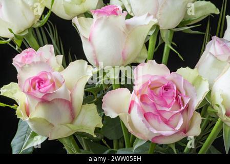 Schöne Teerosen-Sorte mit cremeweißen Blüten mit rosafarbenen Kanten. Grüne Anklänge auf den äußeren weißen Blütenblättern. Stockfoto