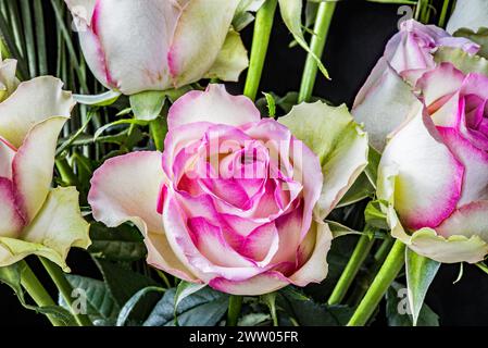 Schöne Teerosen-Sorte mit cremeweißen Blüten mit rosafarbenen Kanten. Grüne Anklänge auf den äußeren weißen Blütenblättern. Stockfoto