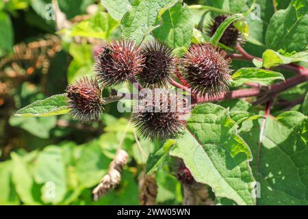 Grate, Samen oder Trockenfrüchte oder Infructeszenzen einer Klettenpflanze (Arctium minus), England, Vereinigtes Königreich Stockfoto