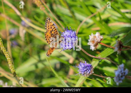 Kleiner, perlenumrandeter Fritillary-Schmetterling (Boloria selene), Cornwall, England, Großbritannien Stockfoto