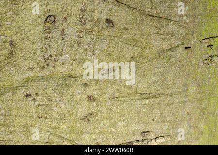Nahaufnahme Einer Fagus Sylvatica Barke in Amsterdam, Niederlande 14-3-2024 Stockfoto