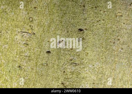 Nahaufnahme Einer Fagus Sylvatica Barke in Amsterdam, Niederlande 14-3-2024 Stockfoto