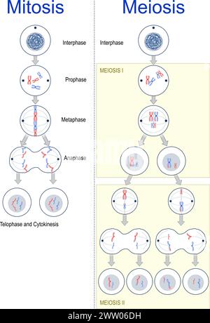 Zellteilung. Unterschiede zwischen Mitose und Meiose. Zellzyklus. Genetische Variation. Vektorabbildung Stock Vektor