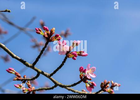 Close Up Prunus Sargentii Knospen In Amsterdam, Niederlande 14-3-2024 Stockfoto