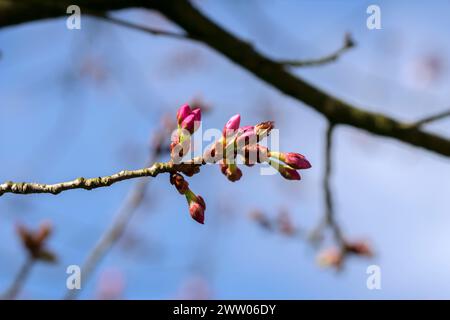 Close Up Prunus Sargentii Knospen In Amsterdam, Niederlande 14-3-2024 Stockfoto