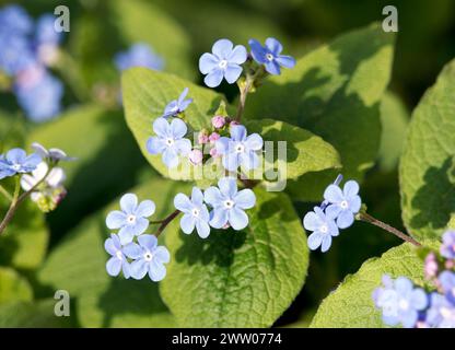 Sibirischer Bugloss, Großblättriges Kaukasusvergissmeinnicht, Brunnère à grandes feuilles, Brunnera macrophylla, kaukázusi nefelejcs, Ungarn, Europa Stockfoto