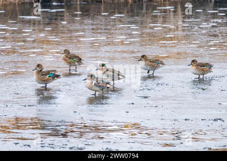 Eine Gruppe grüner blauer Enten auf einem eisigen See in Colorado. Ihre irisierenden Flügelfedern ändern die Farben, je nachdem, wie das Licht sie trifft. Stockfoto