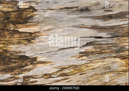 Nahaufnahme verwitterter Holzdielen mit natürlichen Mustern. Stockfoto