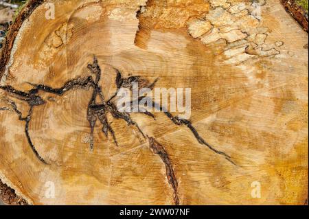 Detaillierte Ansicht eines kürzlich geschnittenen Baumstumpfes mit Hervorhebung der Wachstumsringe und komplizierten Mustern. Stockfoto