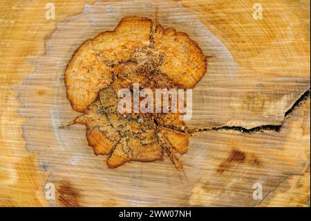 Detailansicht konzentrischer Baumringe mit einem zentralen Riss auf einem frisch geschnittenen Baumstamm. Stockfoto