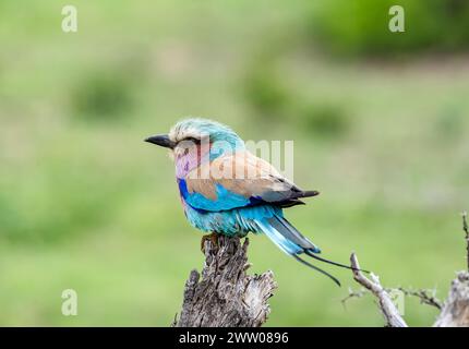 Europäischer Roller Bunter Vogel auf trockener Ast, grüner Hintergrund. Südafrika, Kruger Nationalpark Safari. Kleiner Vogel blau rosa orange Farbe. Tierwelt Stockfoto